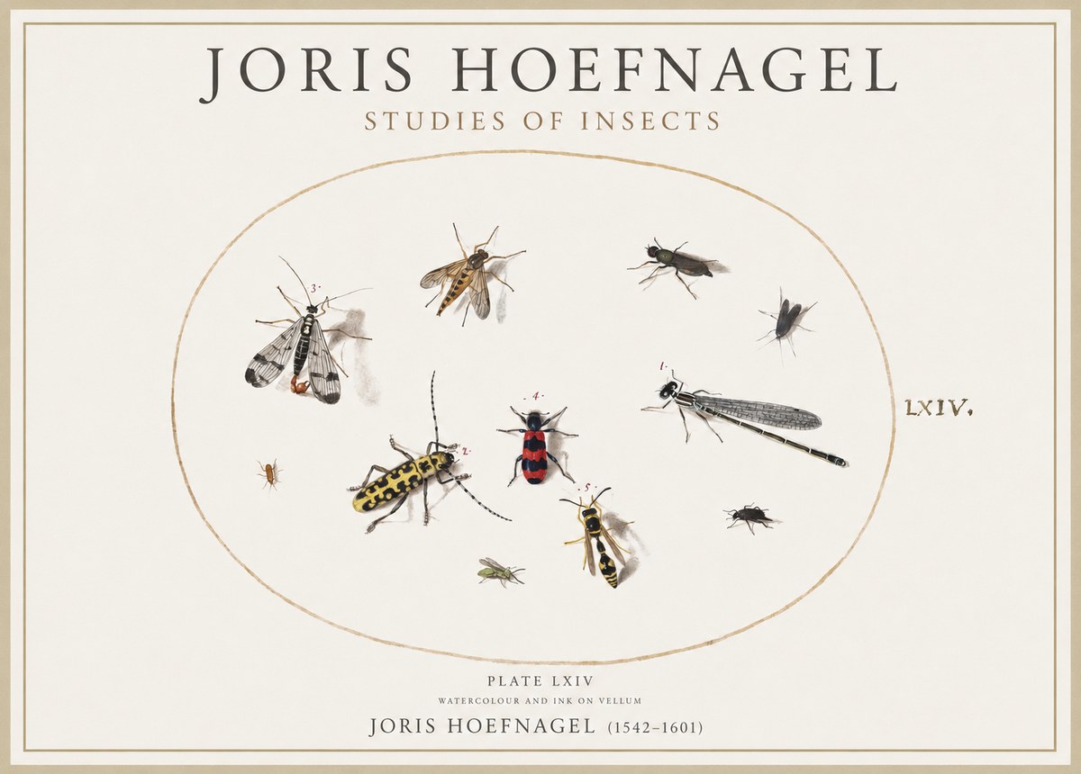 Joris Hoefnagel Studies of Insects - Plate Lxiv No4 - Plakat