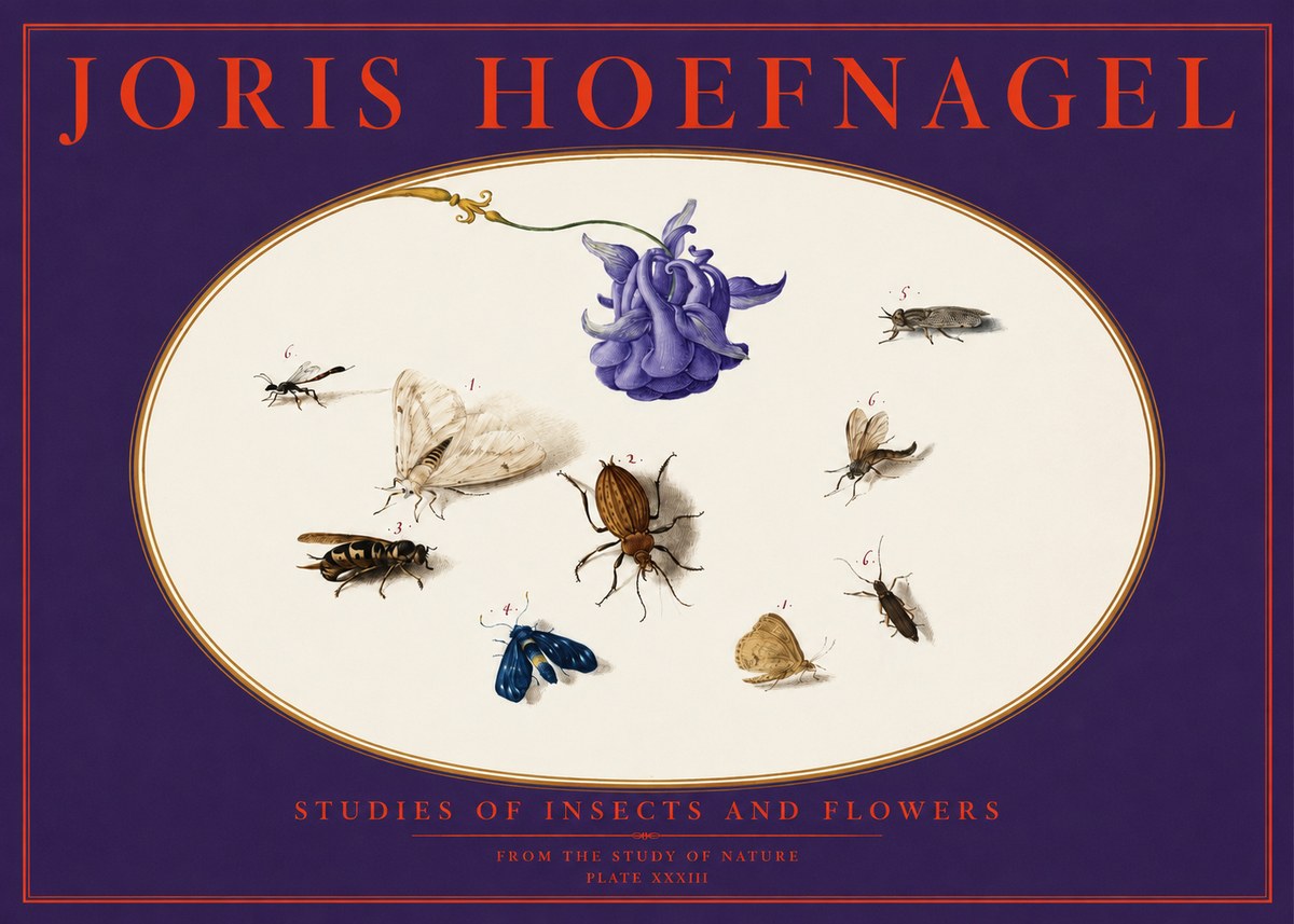 Joris Hoefnagel Studies of Insects and Flowers No6 - Plakat