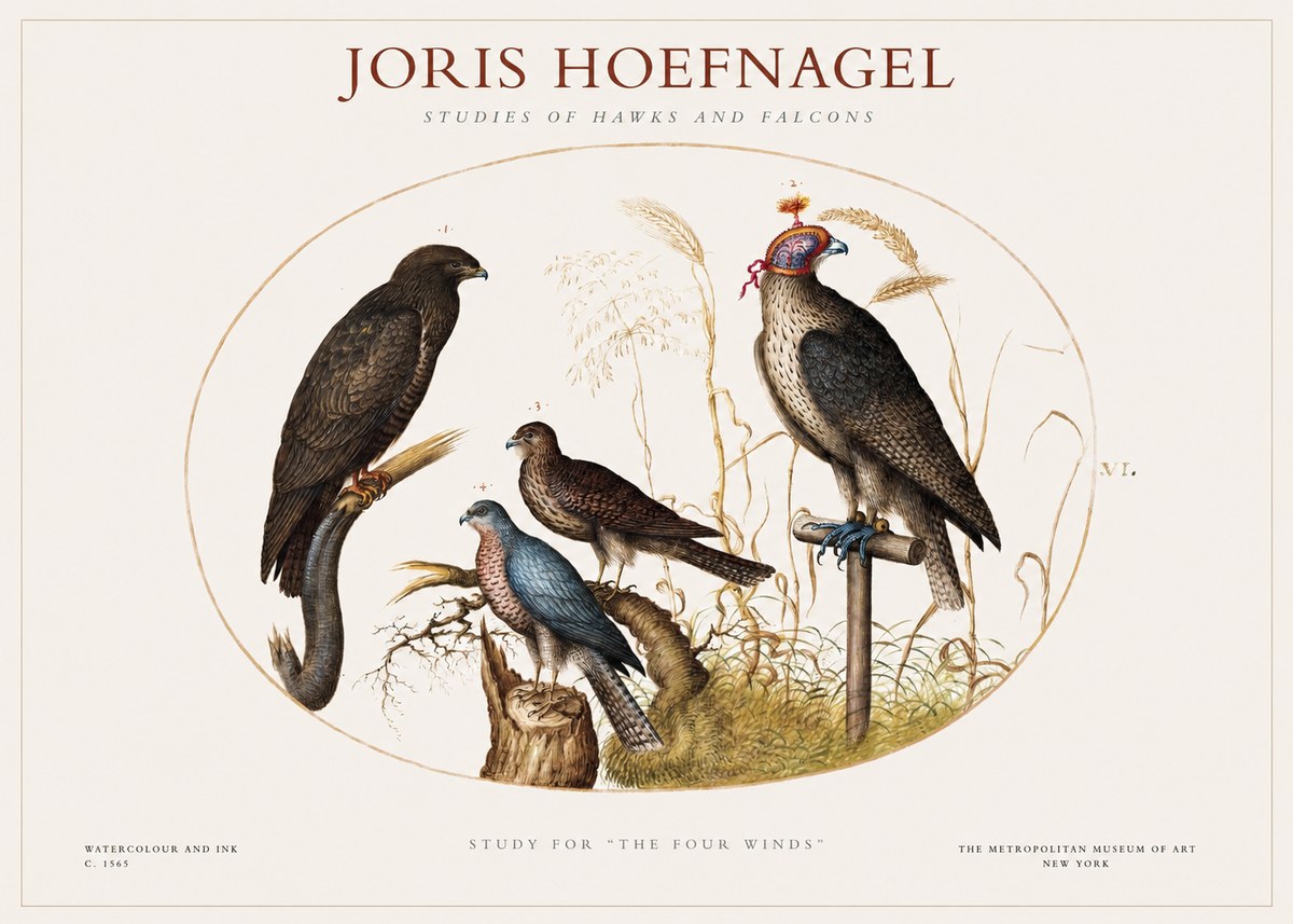 Joris Hoefnagel Studies of Hawks and Falcons No1 - Plakat