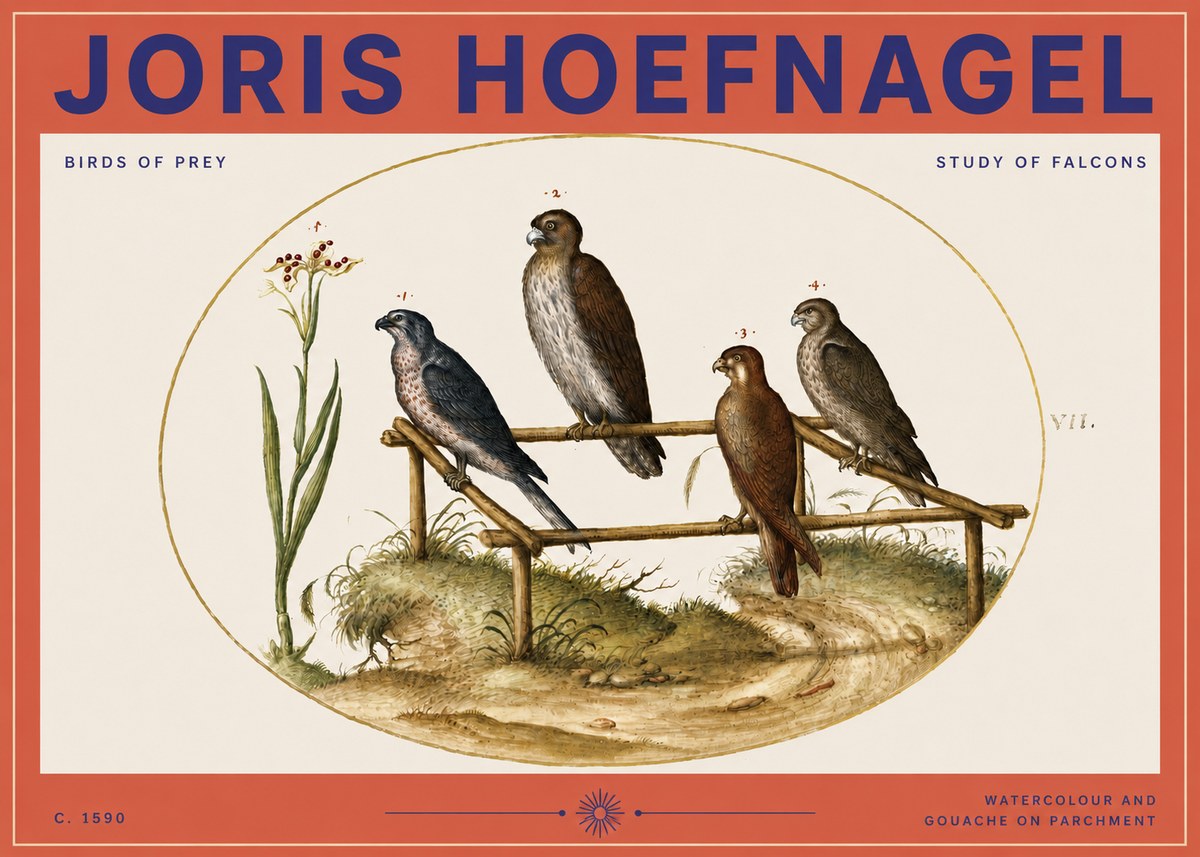 Joris Hoefnagel Study of Falcons No3 - Plakat