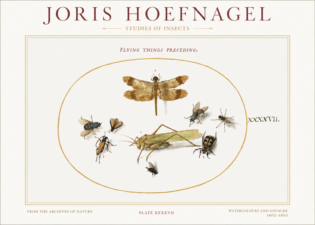 Joris Hoefnagel Flying Things Preceding. No1 - Plakat