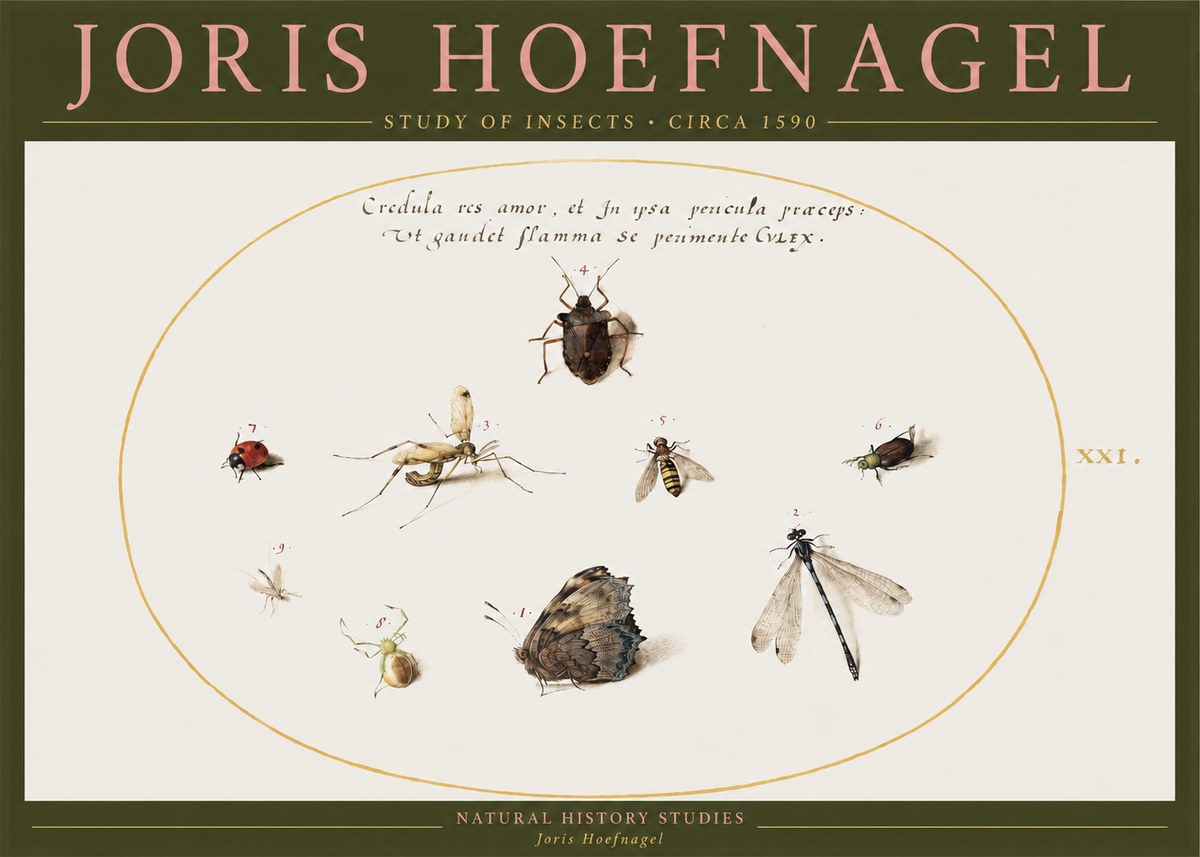 Joris Hoefnagel Study of Insects • Circa 1590 No2 - Plakat