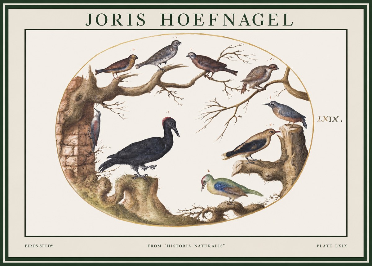 Joris Hoefnagel Birds in an Oval Frame No2 - Plakat