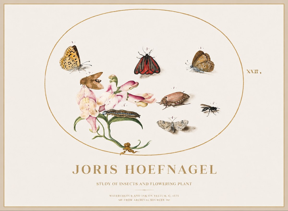 Joris Hoefnagel Study of Insects and Flowering Plant No1 - Plakat