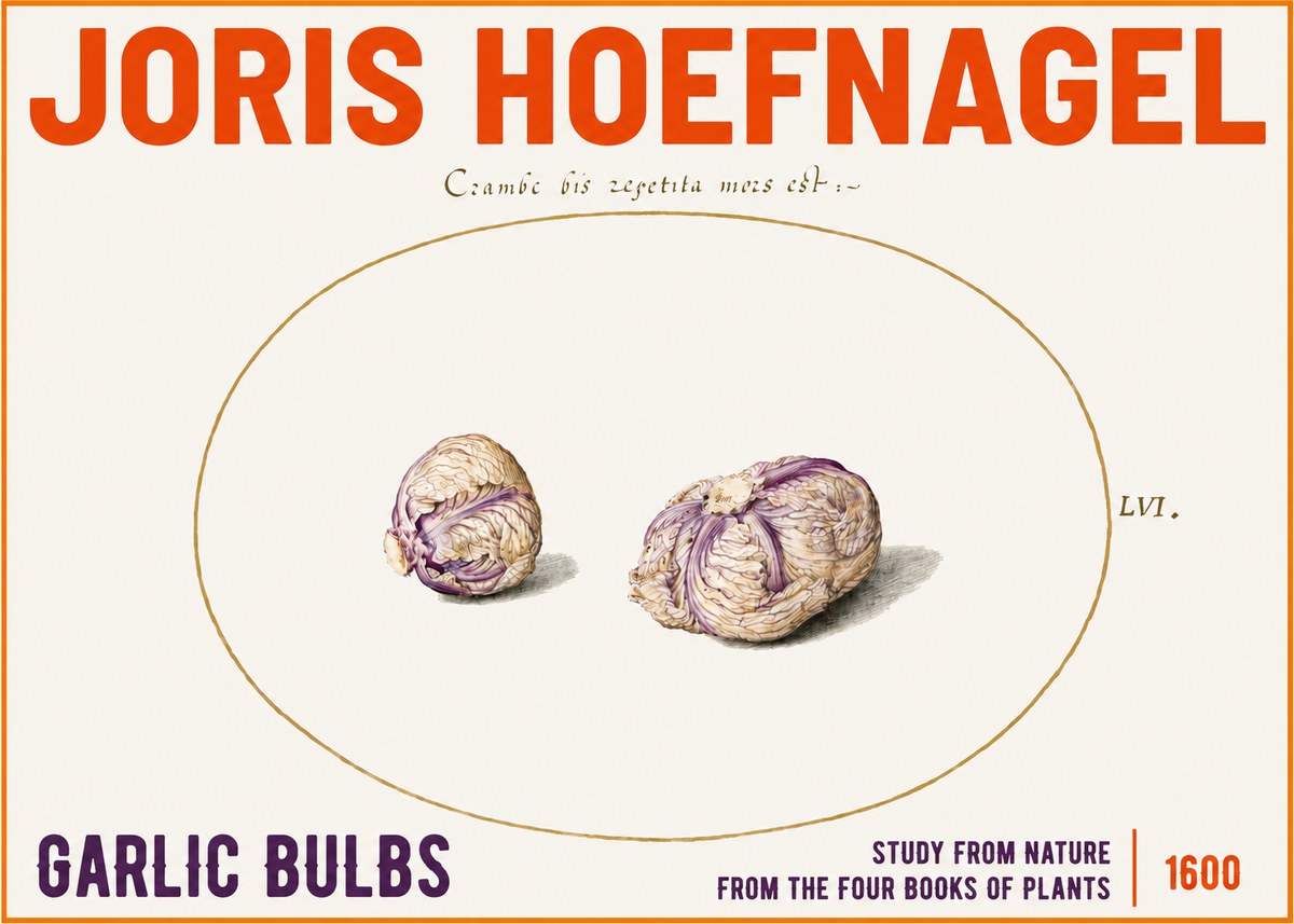 Joris Hoefnagel Garlic Bulbs Study from Nature No3 - Plakat