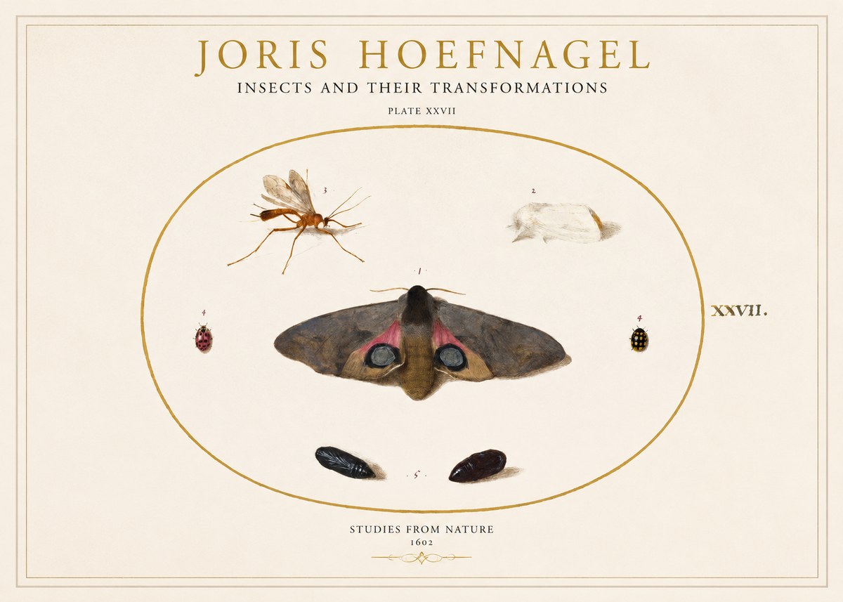 Joris Hoefnagel Insects and Their Transformations - Plate Xxvii No1 - Plakat