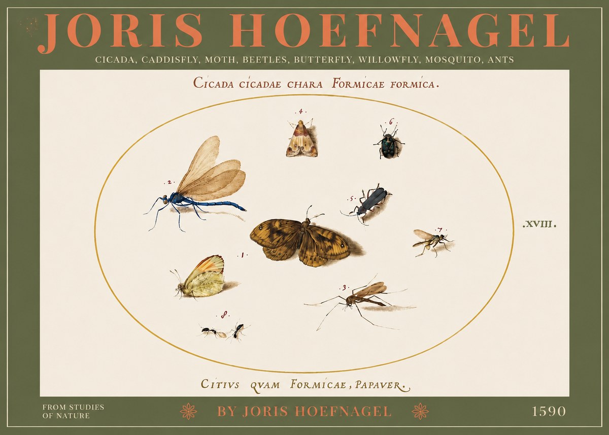 Joris Hoefnagel Cicada Cicadae Chara Formicae Formica. No3 - Plakat