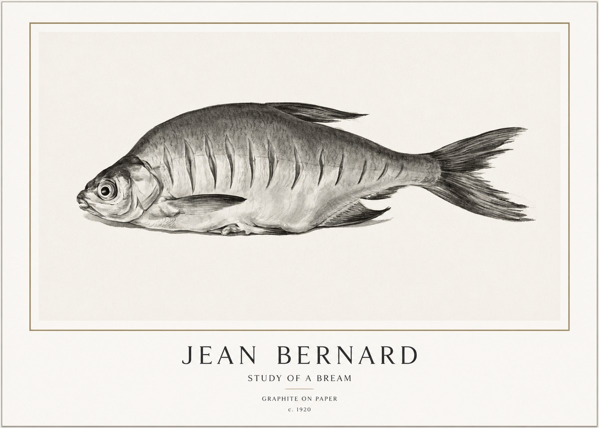 Jean Bernard Study of a Bream No1 - Plakat