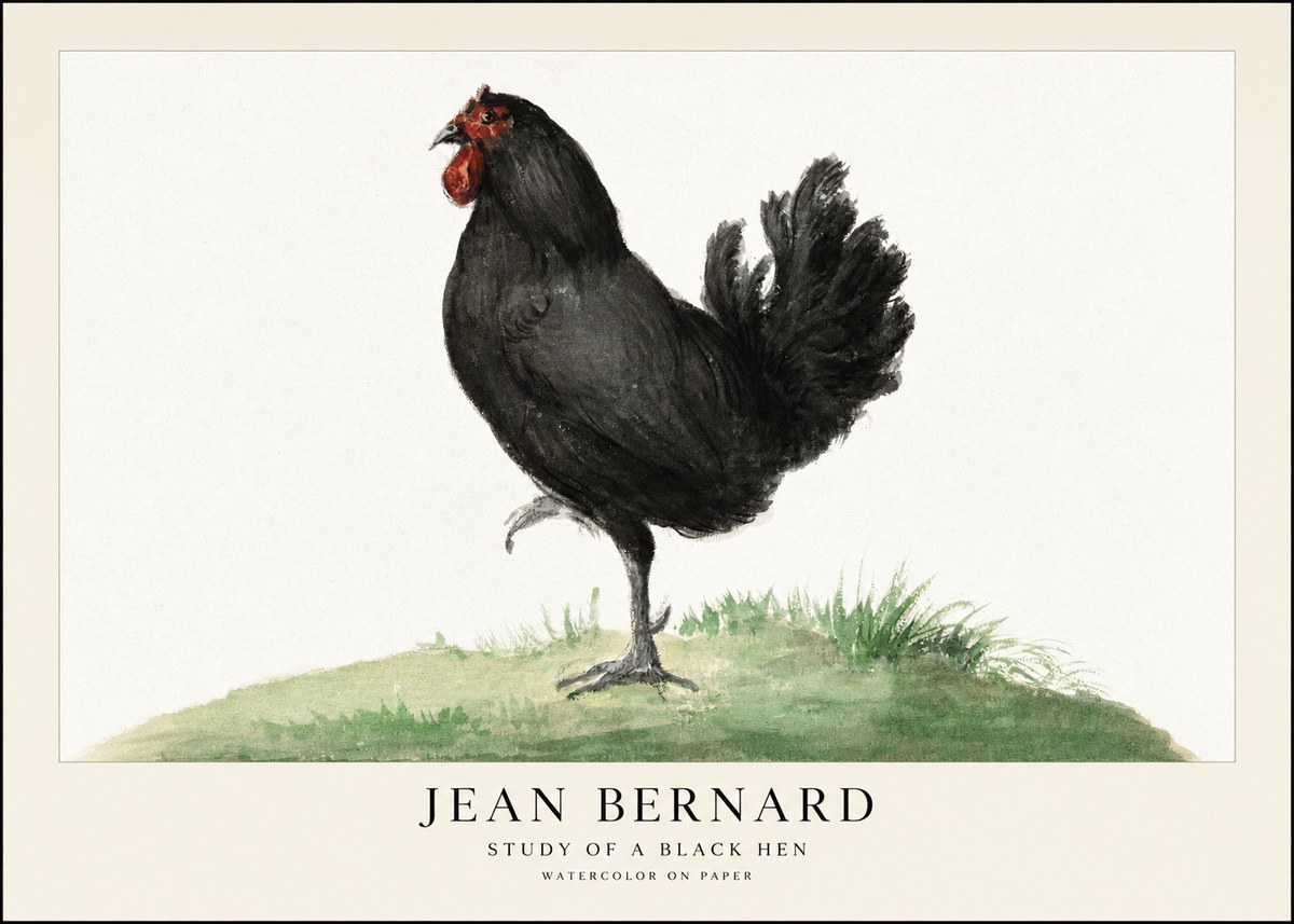Jean Bernard Study of a Black Hen No1 - Plakat