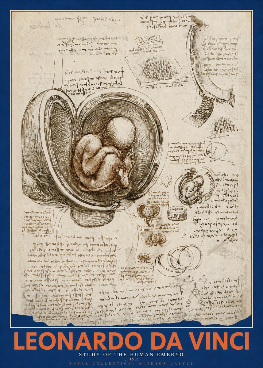 Leonardo da Vinci Studies of the Fetus in the Womb No5 - Plakat