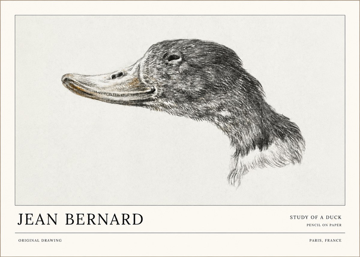 Jean Bernard Study of a Duck No1 - Plakat