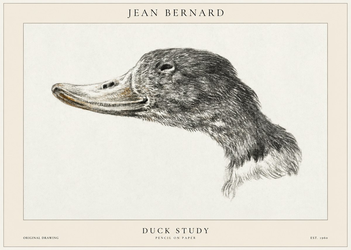 Jean Bernard Study of a Duck No2 - Plakat