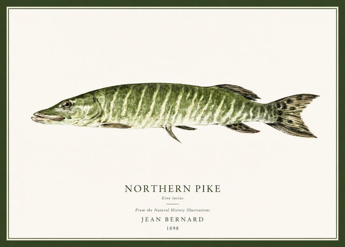 Jean Bernard Northern Pike No1 - Plakat