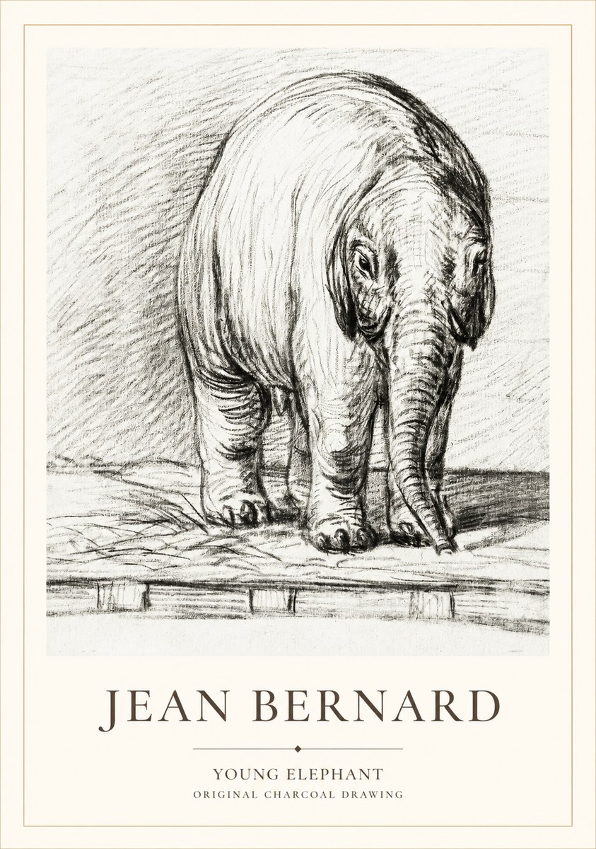 Jean Bernard Young Elephant No1 - Plakat
