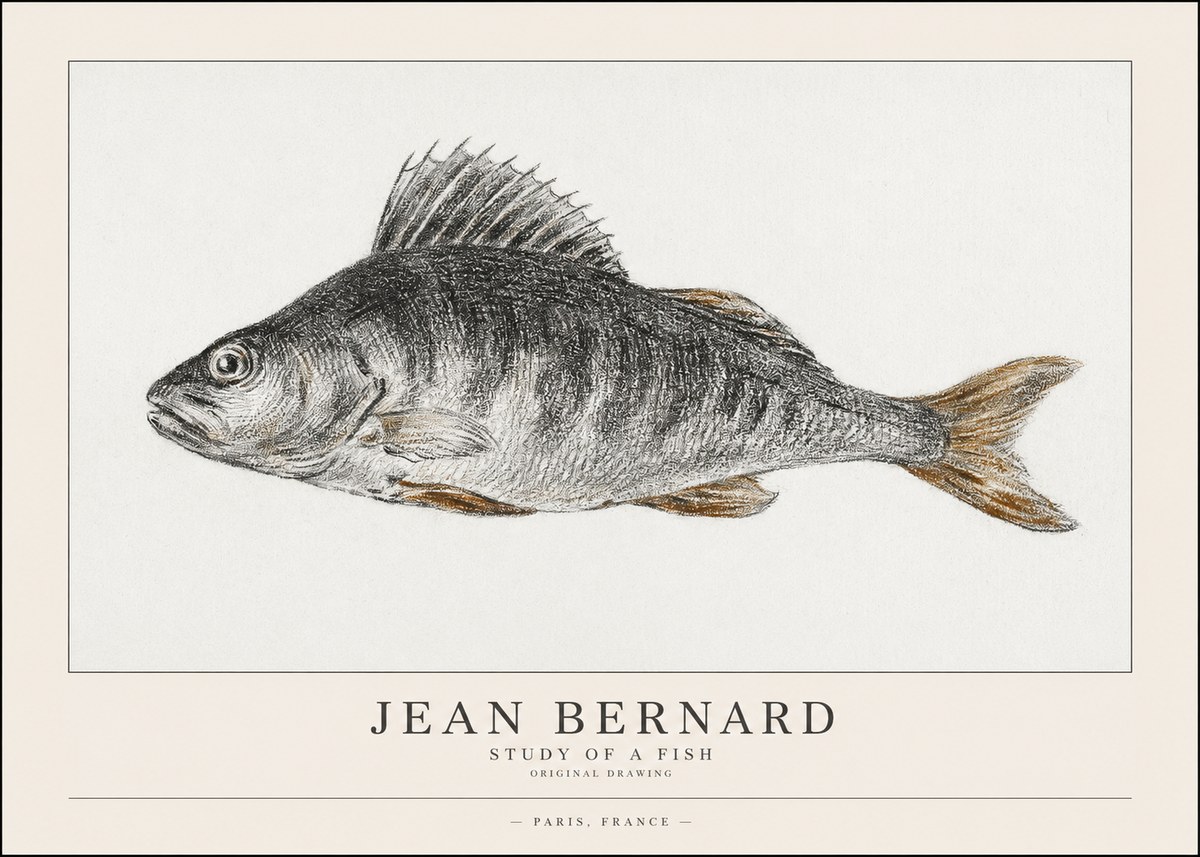 Jean Bernard Study of a Fish IV No1 - Plakat