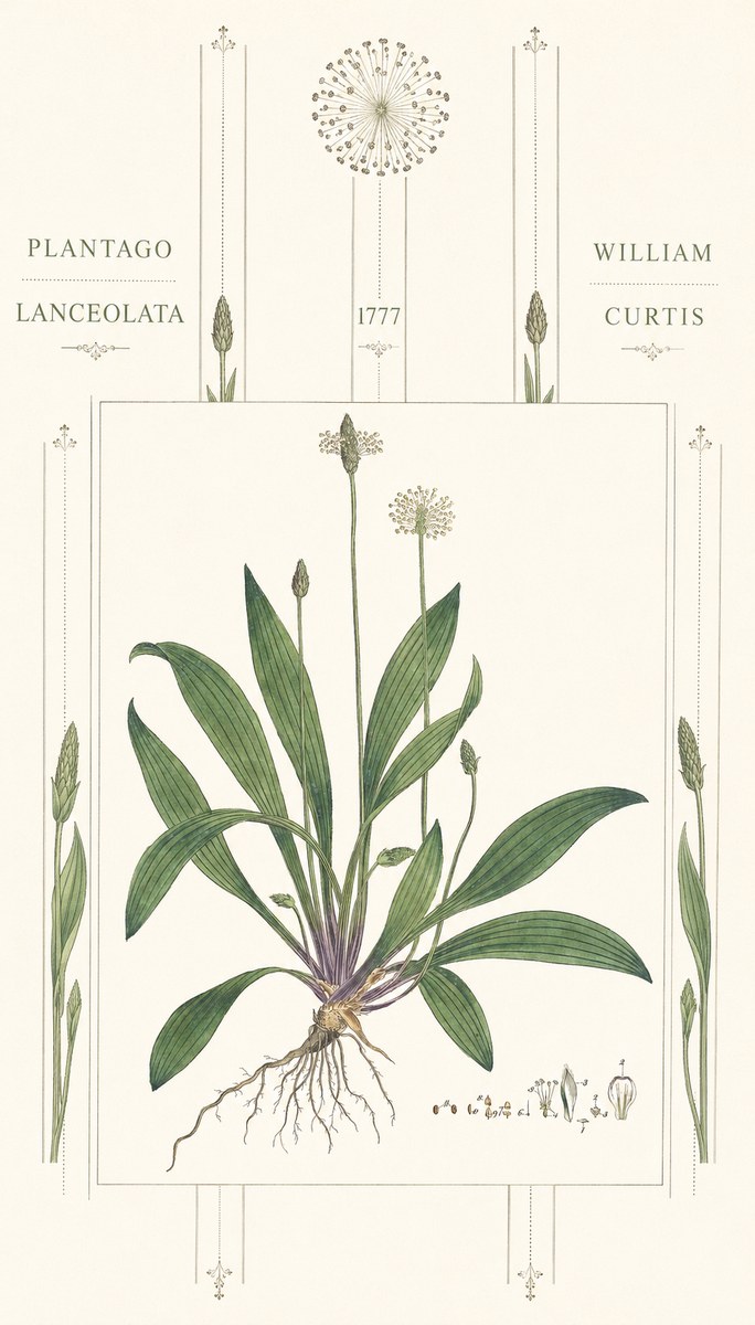 William Curtis Plantago Lanceolata III No6 - Plakat