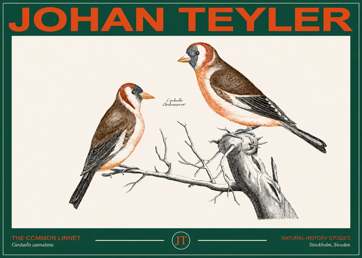 Johan Teyler The Common Linnet No2 - Plakat