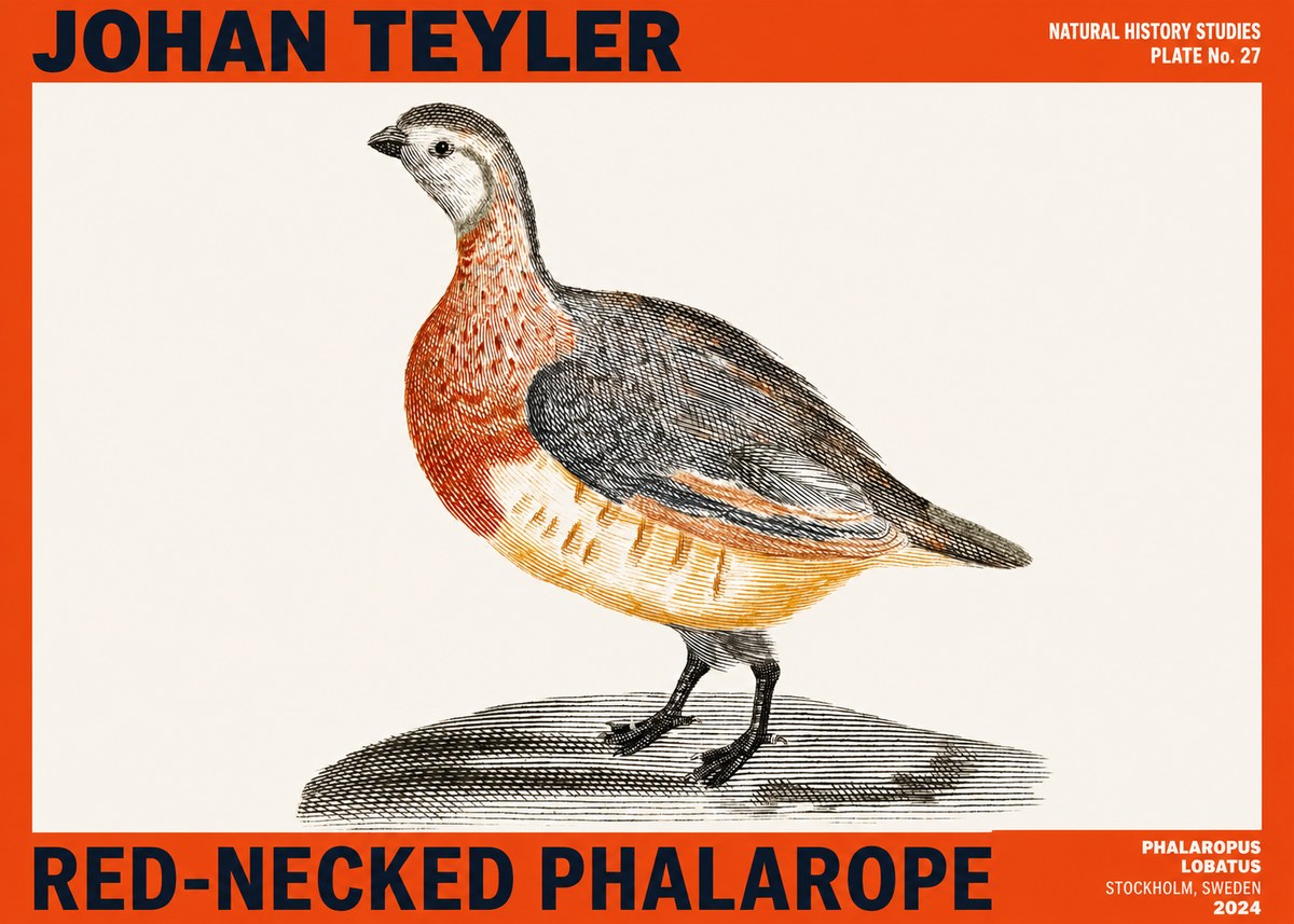 Johan Teyler Red-necked Phalarope No2 - Plakat