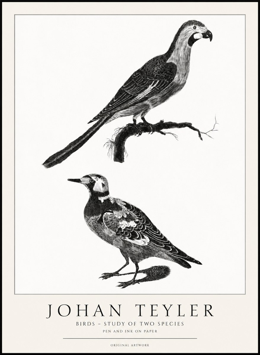 Johan Teyler Birds - Study of Two Species No1 - Plakat