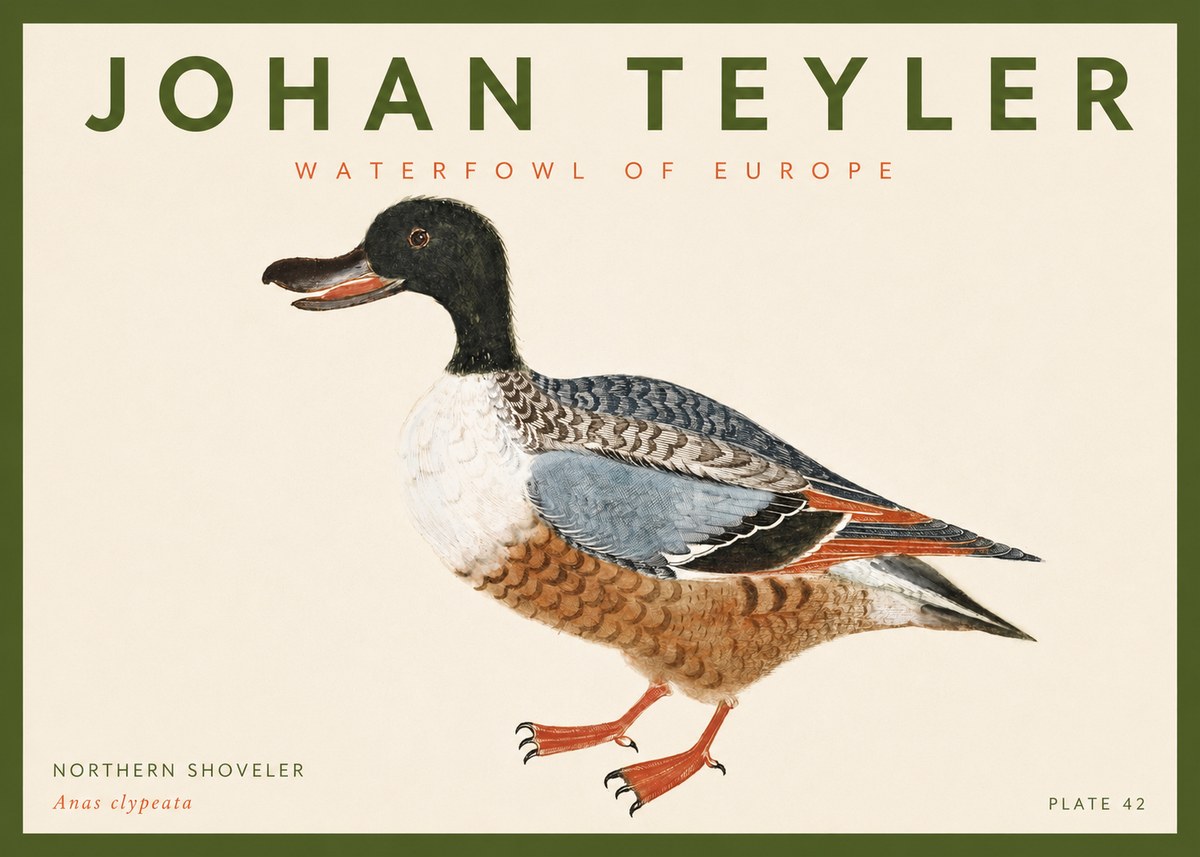 Johan Teyler Northern Shoveler (Anas Clypeata) No4 - Plakat