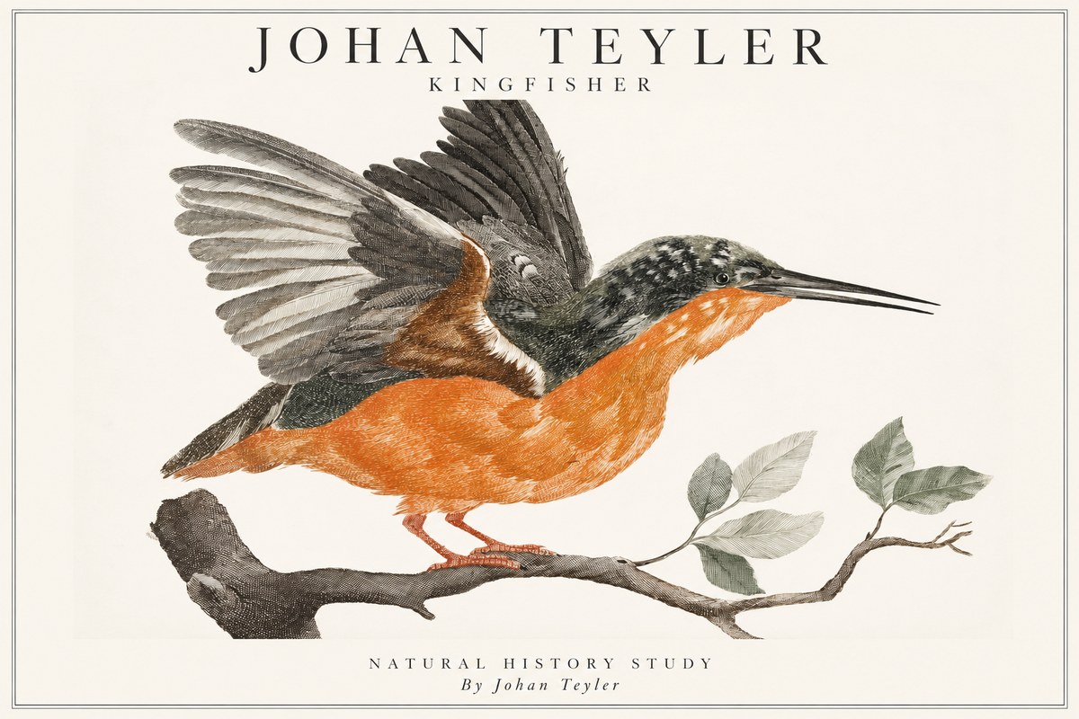 Johan Teyler Kingfisher No1 - Plakat