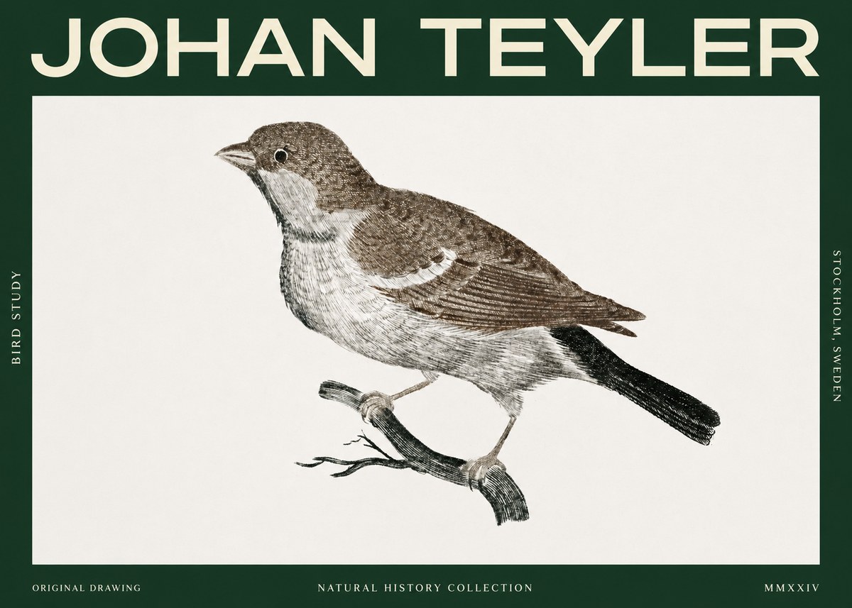 Johan Teyler Bird Study II No2 - Plakat