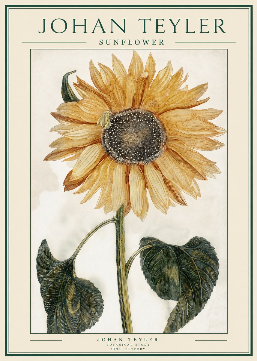 Johan Teyler Sunflower No1 - Plakat
