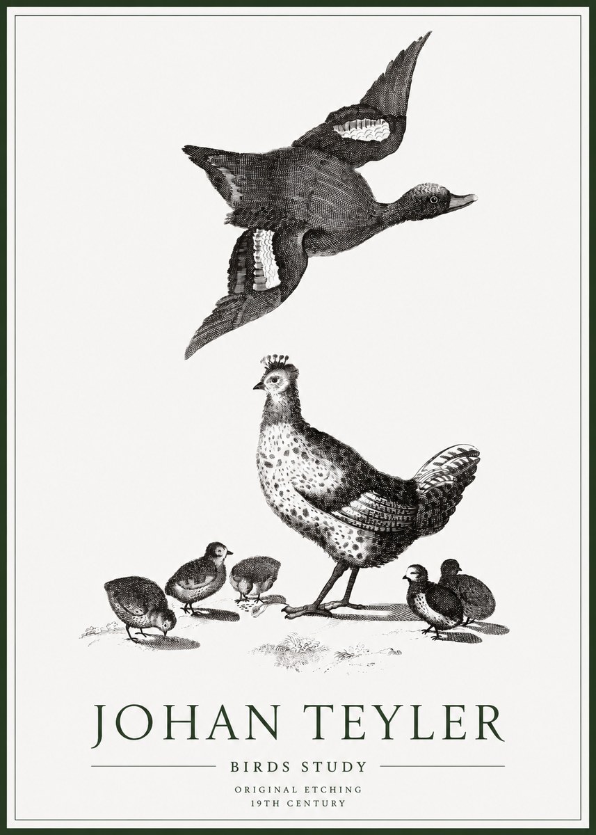 Johan Teyler Birds Study No1 - Plakat