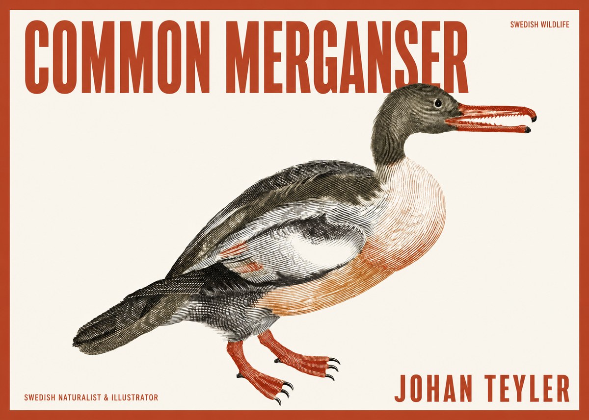 Johan Teyler Common Merganser No2 - Plakat