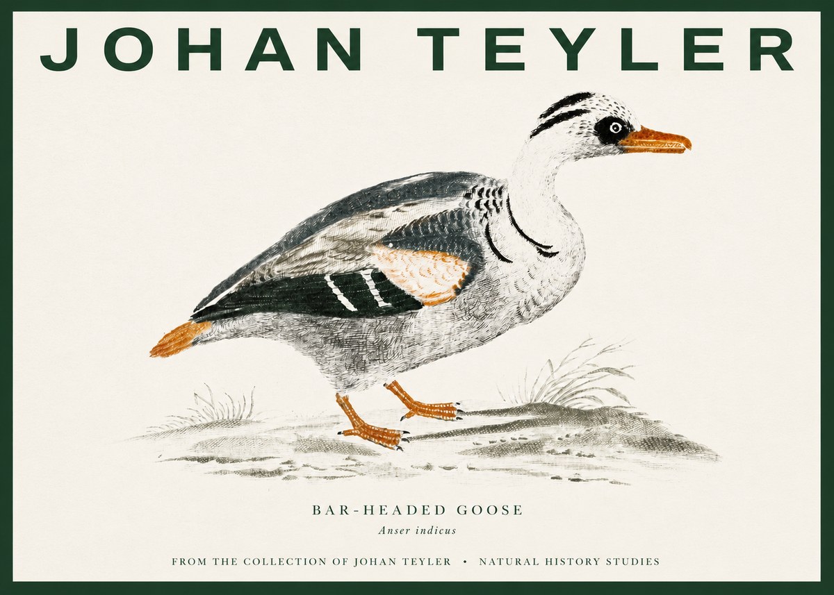 Johan Teyler Bar-headed Goose No3 - Plakat