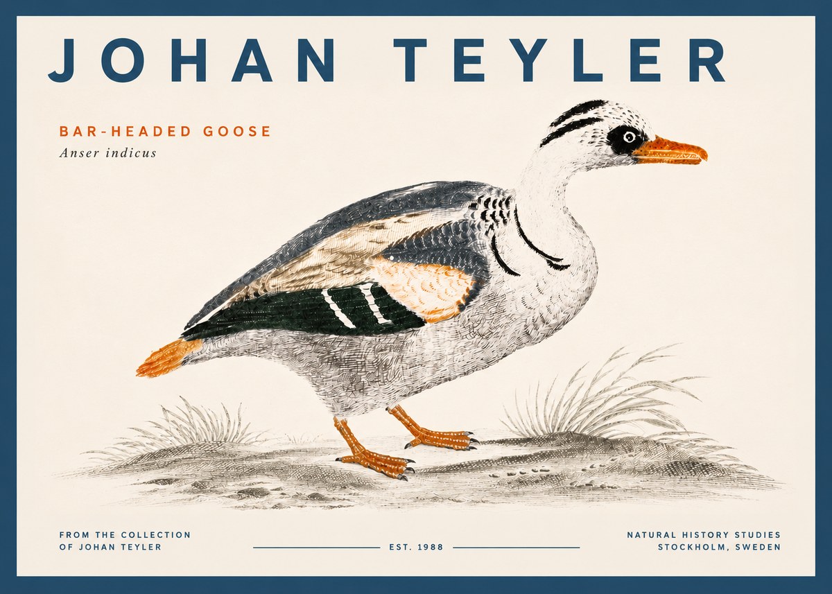 Johan Teyler Bar-headed Goose No5 - Plakat