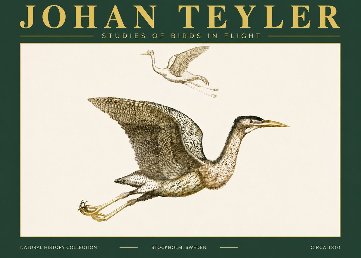Johan Teyler Studies of Birds in Flight No4 - Plakat