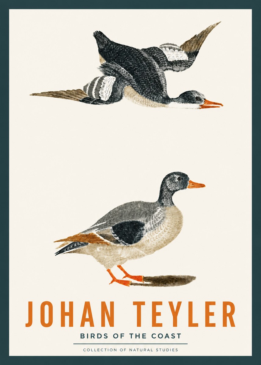 Johan Teyler Birds of the Coast No2 - Plakat
