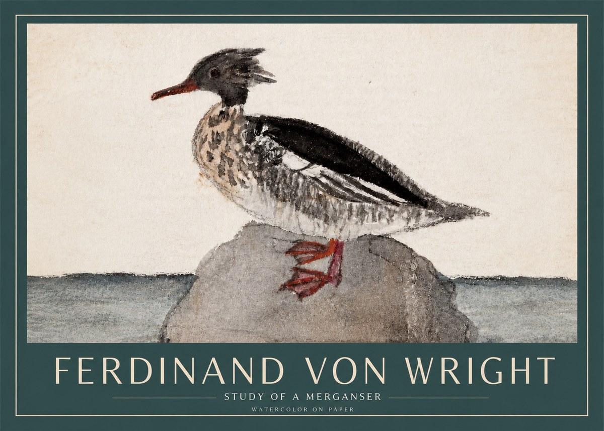 Ferdinand von Wright Study of a Merganser No3 - Plakat