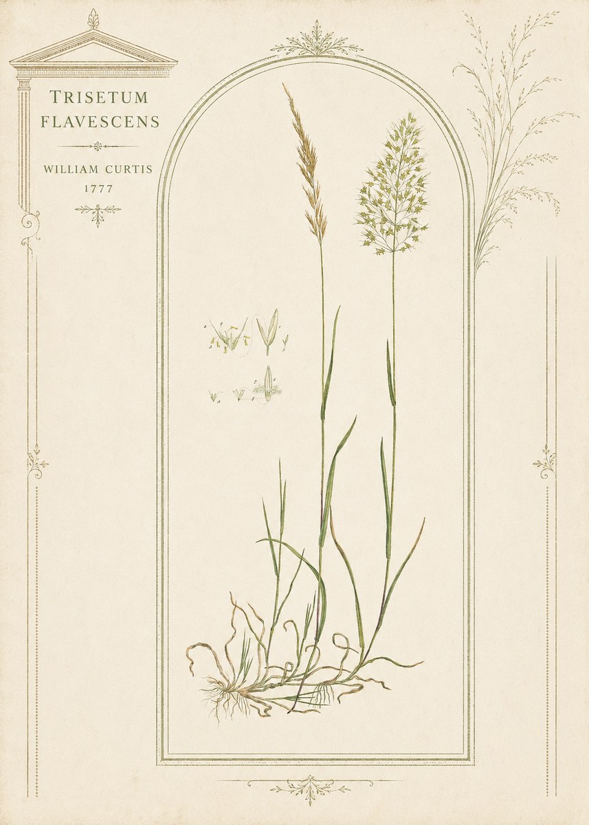 William Curtis Trisetum Flavescens II No3 - Plakat