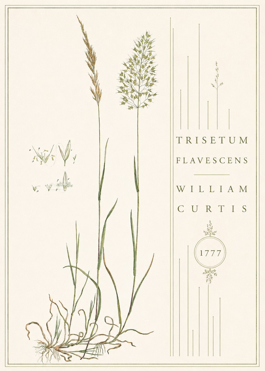 William Curtis Trisetum Flavescens II No4 - Plakat