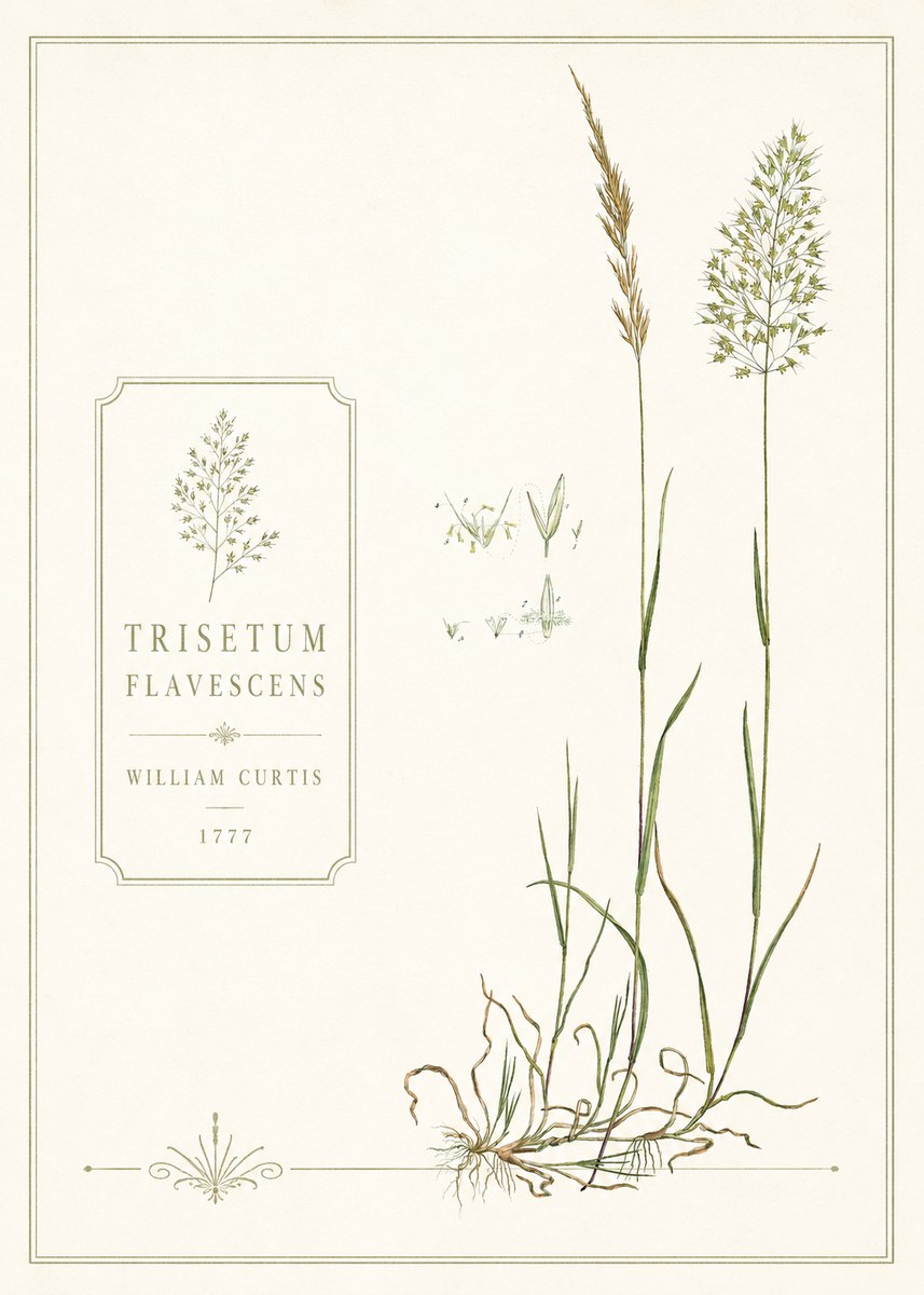 William Curtis Trisetum Flavescens II No6 - Plakat
