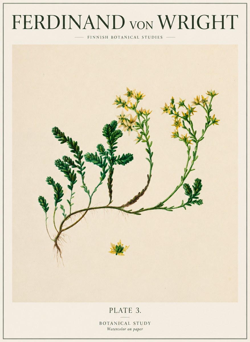 Ferdinand von Wright Botanical Study No1 - Plakat