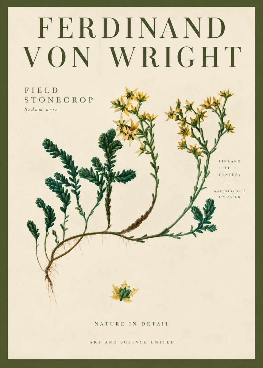 Ferdinand von Wright Botanical Study No4 - Plakat