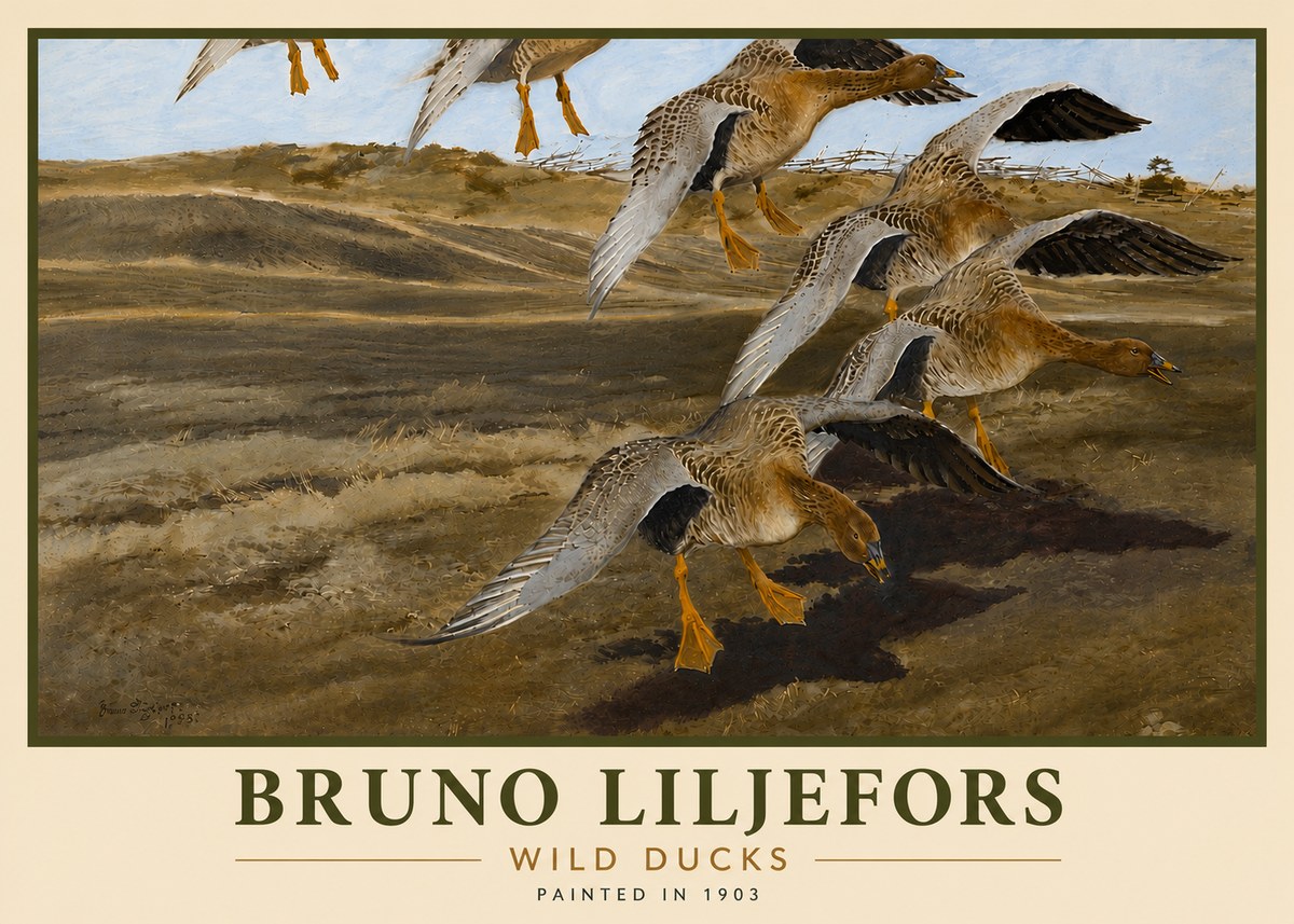 Bruno Liljefors Wild Ducks I No6 - Plakat