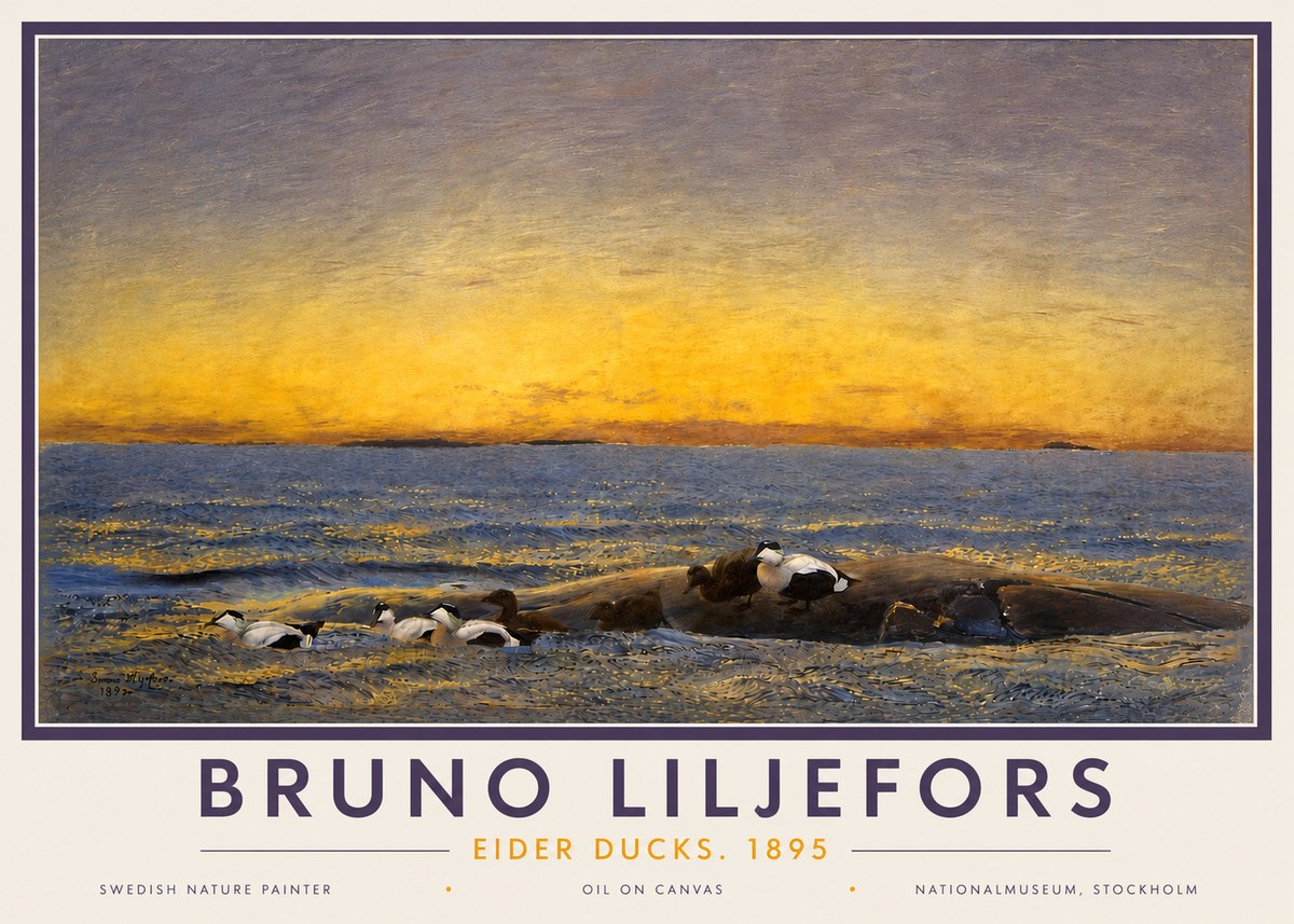 Bruno Liljefors Eider Ducks. 1895 No4 - Plakat