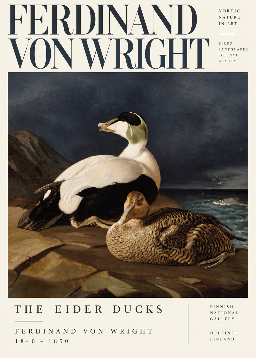 Ferdinand von Wright Eiders on a Rocky Shore No5 - Plakat
