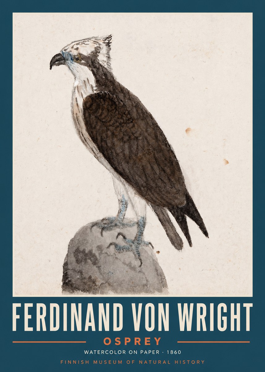 Ferdinand von Wright Osprey No2 - Plakat