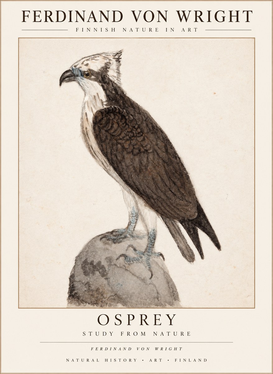 Ferdinand von Wright Osprey No3 - Plakat