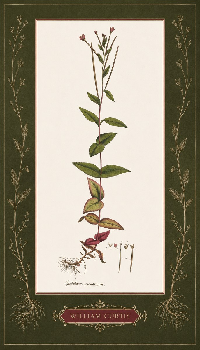 William Curtis Epilobium Montanum. No5 - Plakat