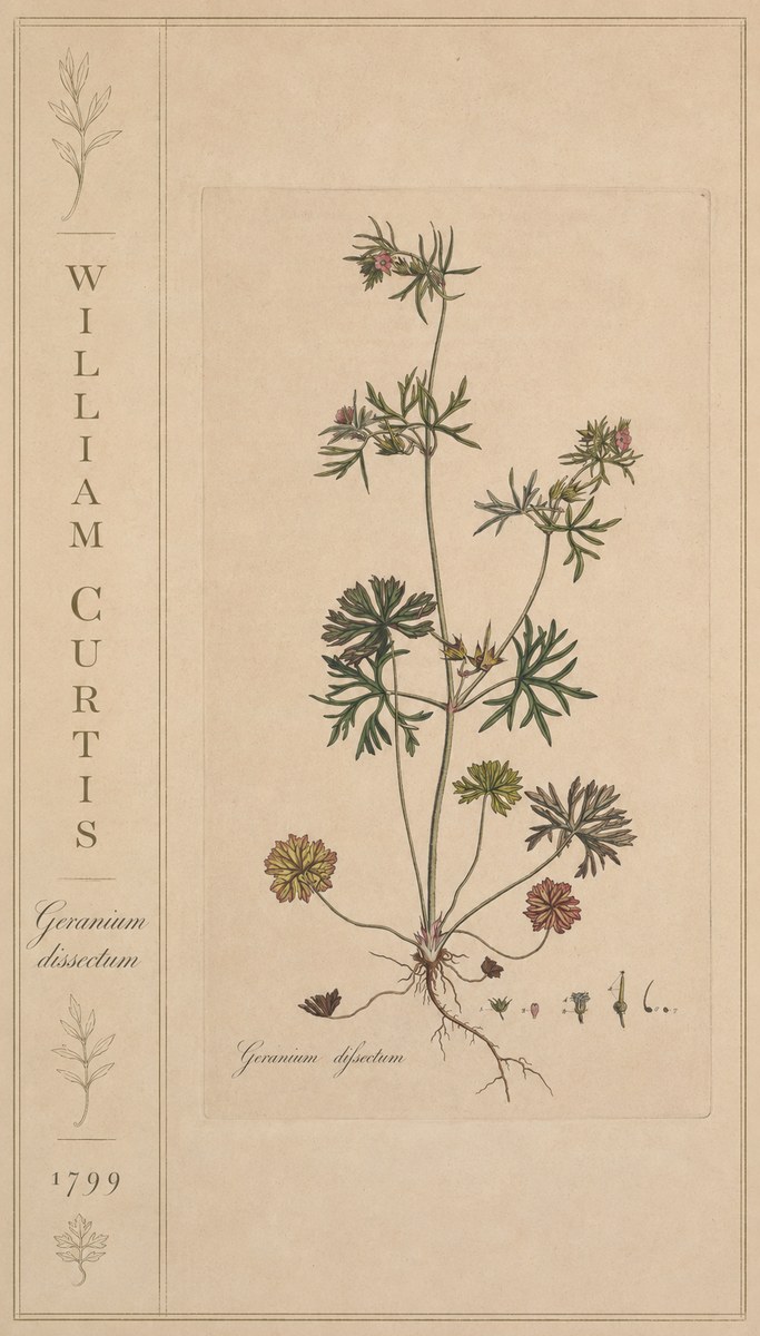 William Curtis Geranium Dissectum II No2 - Plakat