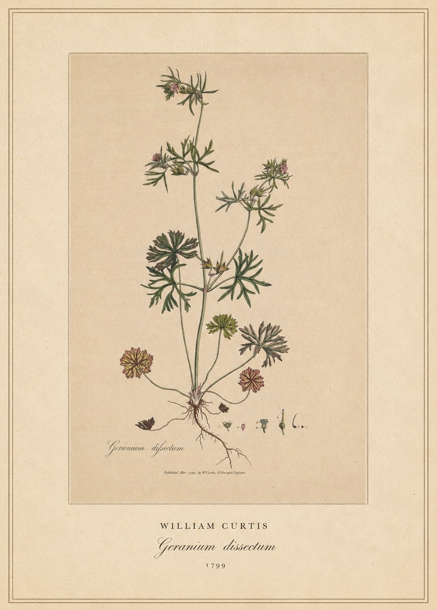 William Curtis Geranium Dissectum II No4 - Plakat