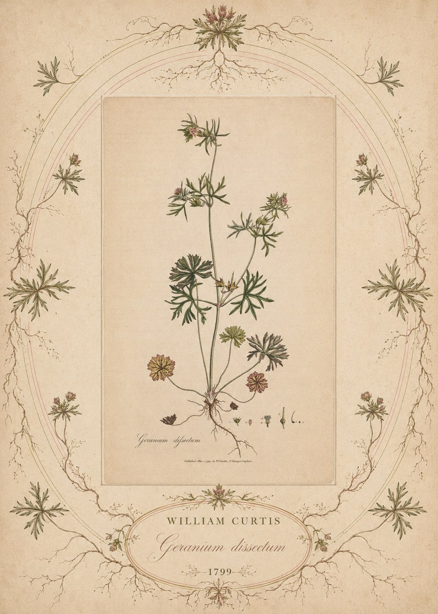 William Curtis Geranium Dissectum II No5 - Plakat
