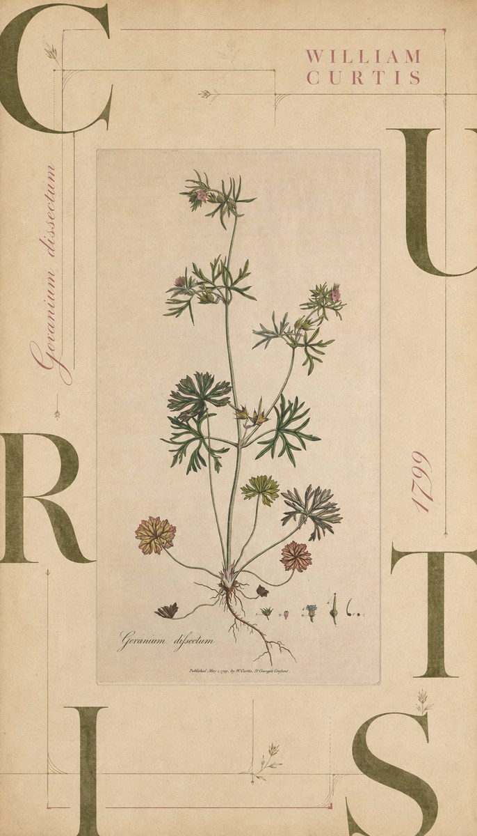 William Curtis Geranium Dissectum II No6 - Plakat