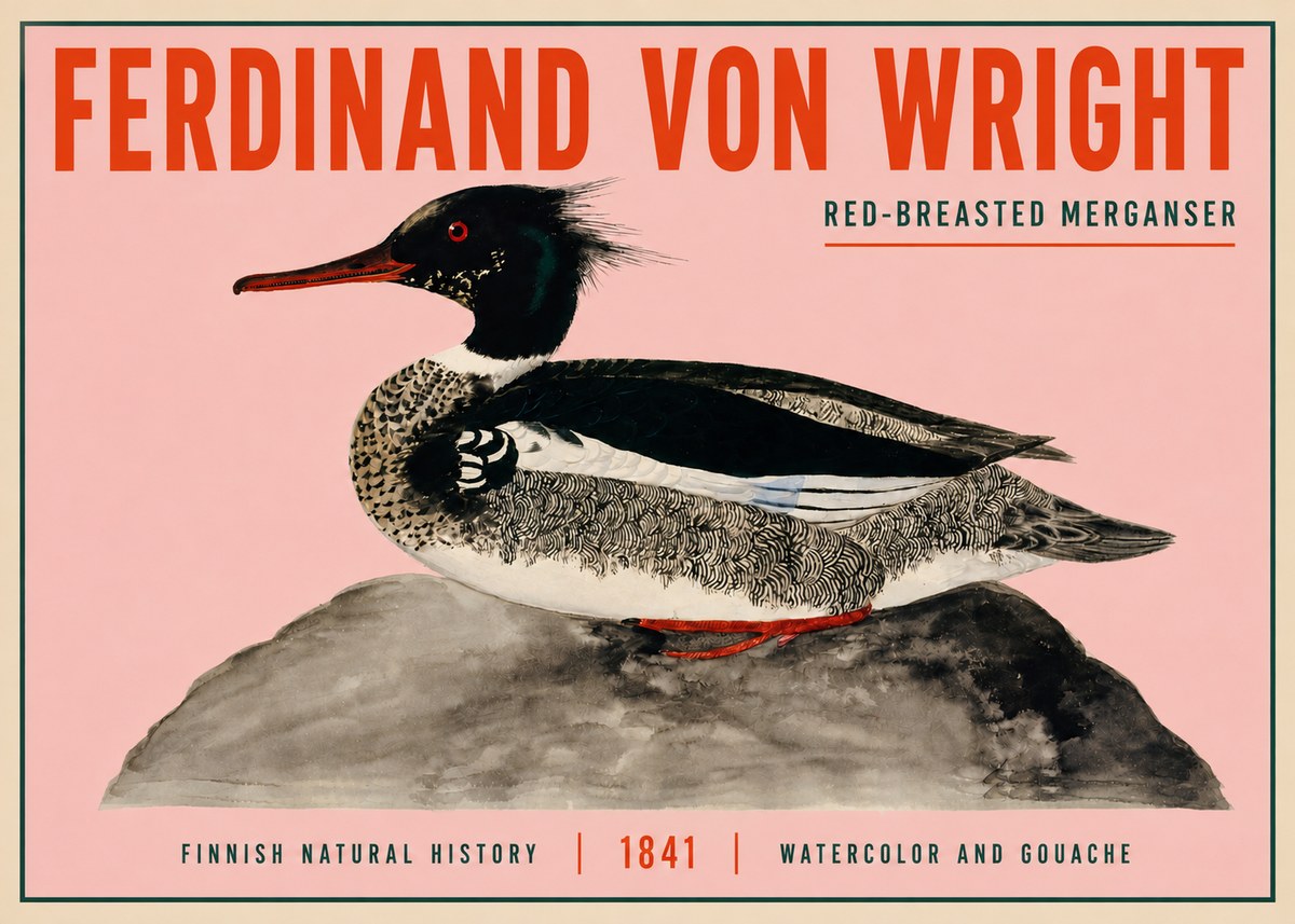 Ferdinand von Wright Red-breasted Merganser No3 - Plakat